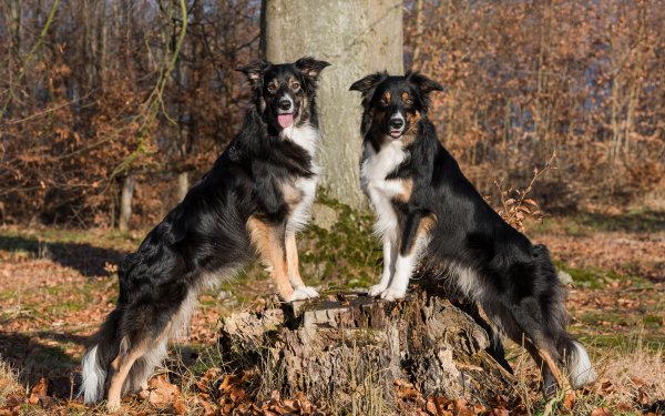 Animal Border Collie Dogs Dog Stare HD Wallpaper | Background Image
