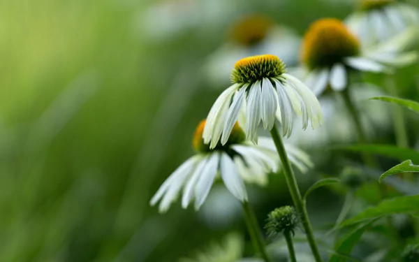 Macro shot of a white echinacea daisy amid lush green nature, soft bokeh and close-up detail — HD PC desktop wallpaper and background.