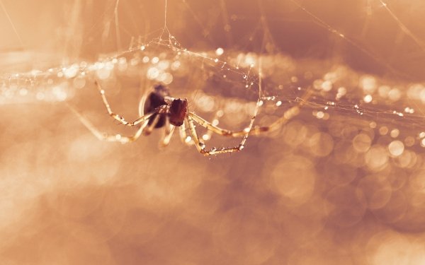 Animal Spider Spiders Arachnid Spider Web Bokeh Macro HD Wallpaper | Background Image