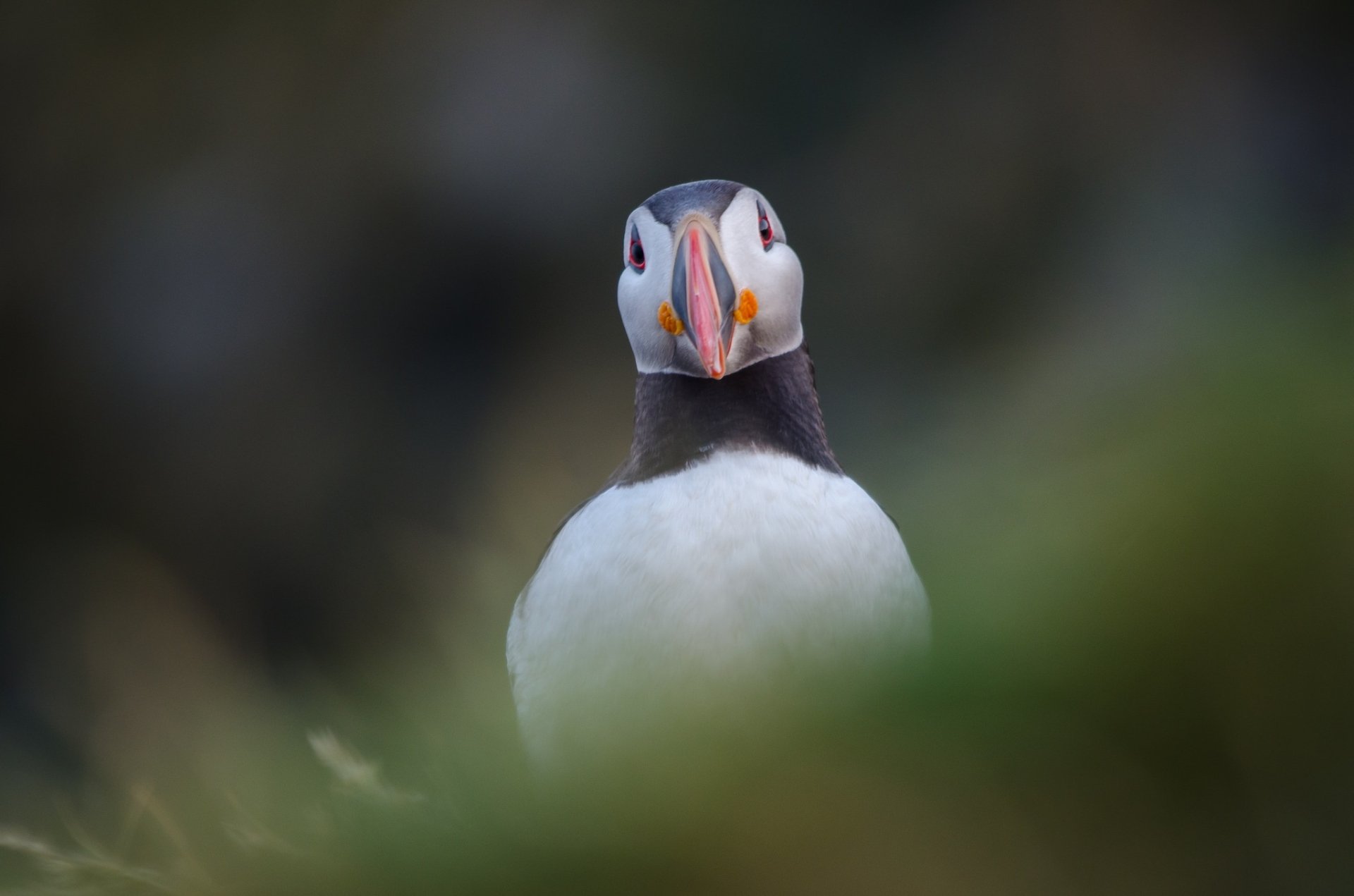 Puffin HD Wallpaper