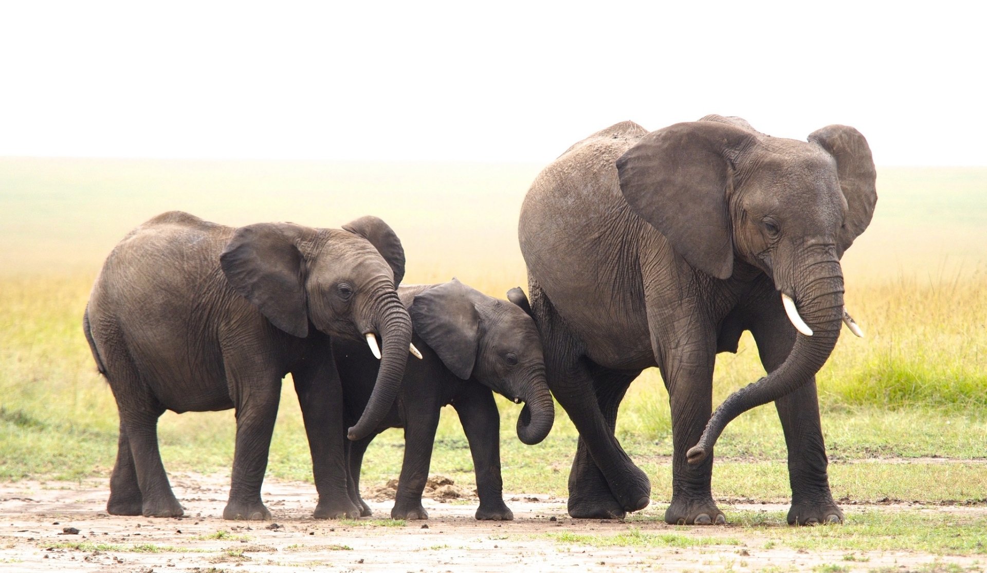 HD PC desktop wallpaper of three African bush elephants, a baby animal calf between two adults, walking across a grassy savanna.