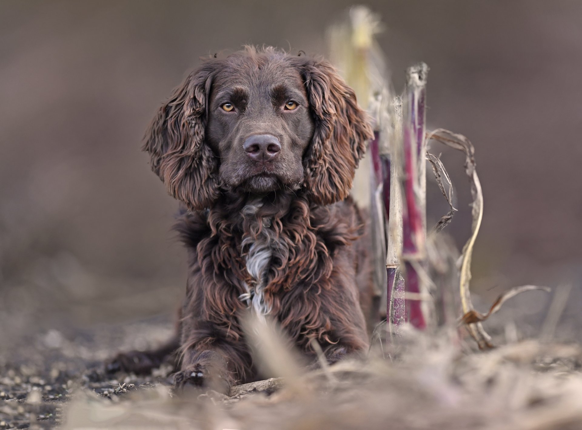 4K Ultra HD PC desktop wallpaper of a brown German Spaniel dog (spaniel, animal) reclining in a soft-focus field, alert eyes and richly textured, wavy fur.