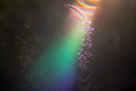 light rainbow purple flower nature flower HD Desktop Wallpaper | Background Image