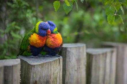 Two colorful rainbow lorikeets perched closely on a weathered wooden fence surrounded by green foliage, captured in a vibrant HD desktop wallpaper.