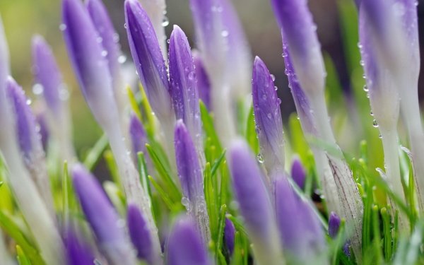 Earth Crocus Flowers Nature Flower Purple Flower Macro HD Wallpaper | Background Image