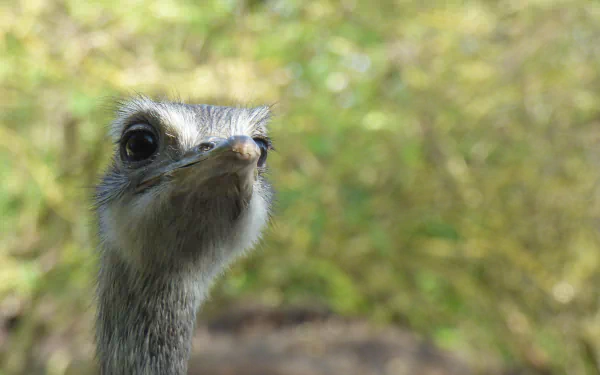 Animal emu HD Desktop Wallpaper | Background Image