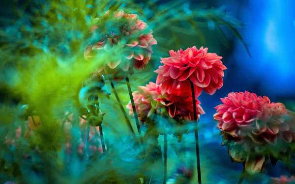 Vibrant red dahlia flowers bloom amidst lush green foliage in a 4K Ultra HD nature scene, creating a vivid and detailed floral desktop wallpaper.