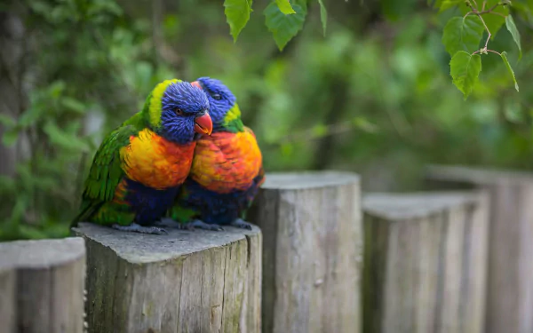 Two colorful rainbow lorikeets perched closely on a weathered wooden fence surrounded by green foliage, captured in a vibrant HD desktop wallpaper.
