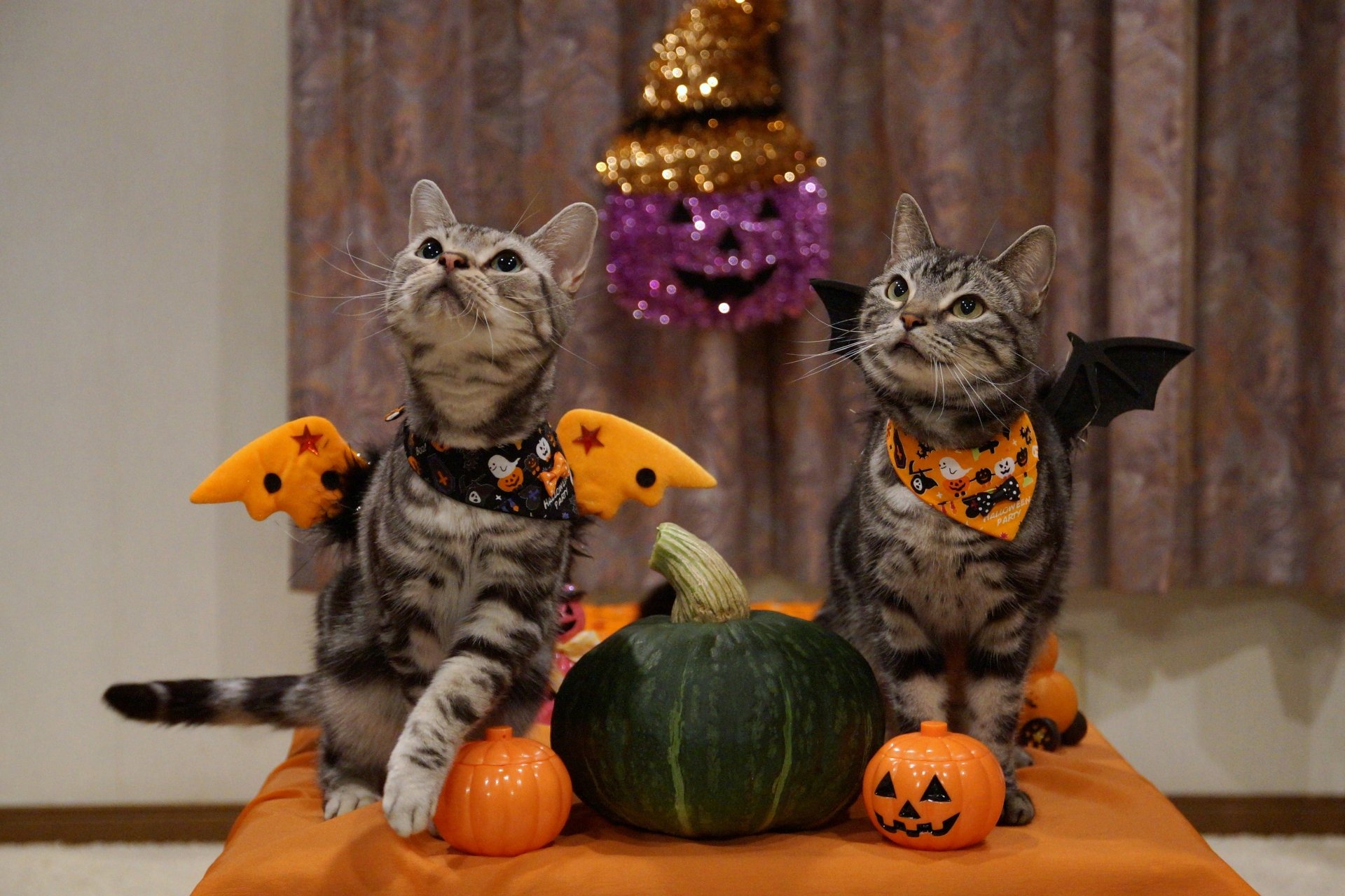 Two cats dressed in Halloween costumes with pumpkins on a table, captured in a 4K Ultra HD holiday-themed desktop wallpaper.