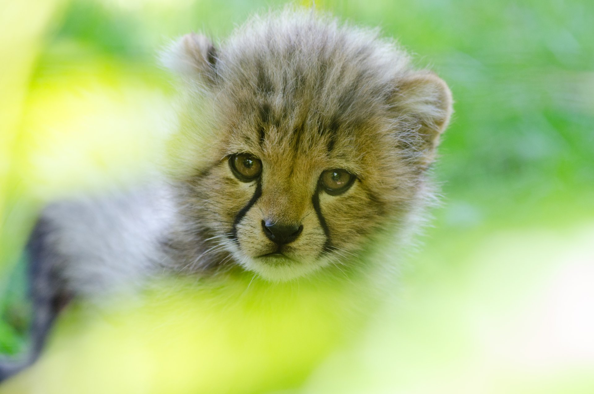 An adorable baby cheetah cub in a green, natural setting, captured as an HD wallpaper background.