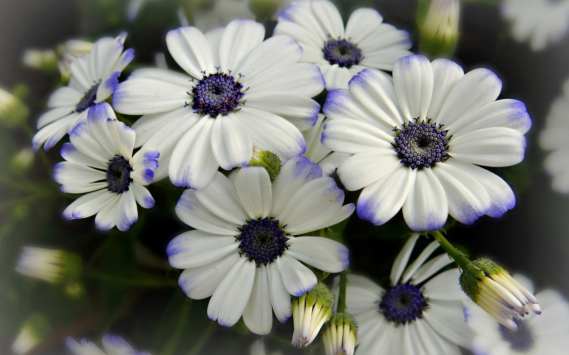 Download White Flower Cineraria Nature Flower HD Wallpaper