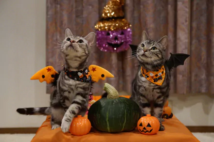 Two cats dressed in Halloween costumes with pumpkins on a table, captured in a 4K Ultra HD holiday-themed desktop wallpaper.