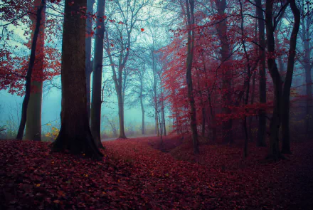 HD desktop wallpaper of a serene fall forest with red leaves covering the ground and mist weaving through tall trees, capturing the quiet beauty of nature.