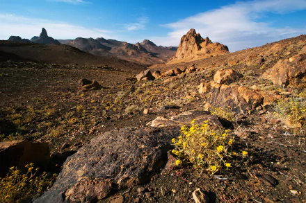 HD landscape of Tassili N'Ajjer in the Hoggar Mountains, showcasing rocky desert terrain with scattered yellow flowers under a clear sky in the Sahara, Algeria, Africa.