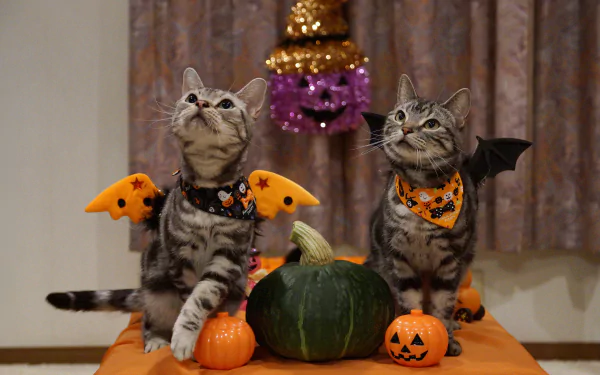 Two cats dressed in Halloween costumes with pumpkins on a table, captured in a 4K Ultra HD holiday-themed desktop wallpaper.