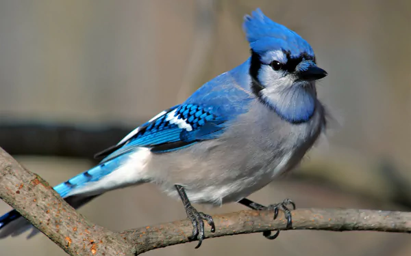 A vibrant blue jay perched on a branch, captured in stunning 4K Ultra HD detail for a crisp PC desktop wallpaper.
