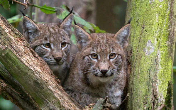 Animal lynx HD Desktop Wallpaper | Background Image