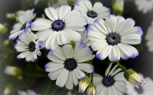  White Cineraria