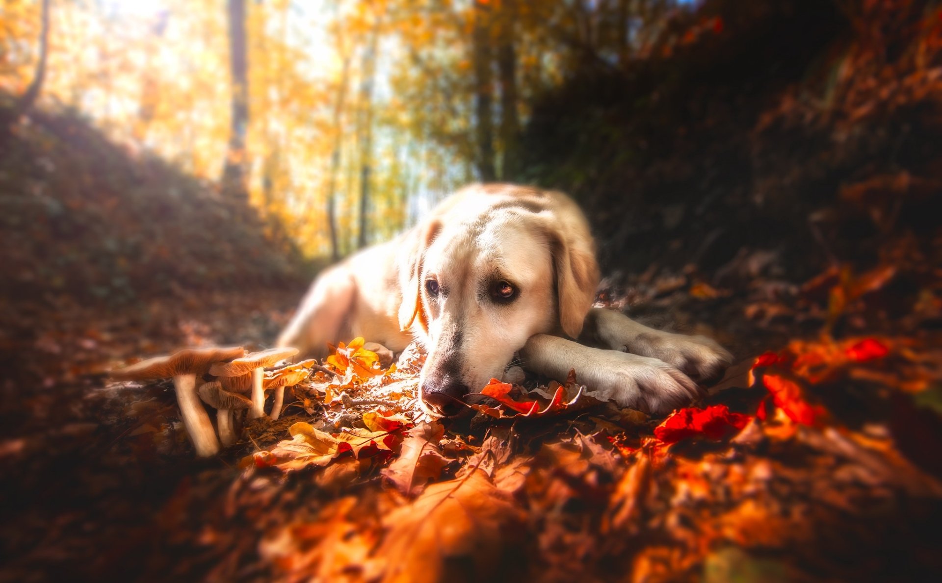 How To Become Better With Labrador Retriever Pregnancy Timeline In 10 Minutes