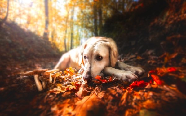 Animal Labrador Retriever Dogs Dog Fall Sunny Depth Of Field Mushroom Resting Leaf HD Wallpaper | Background Image
