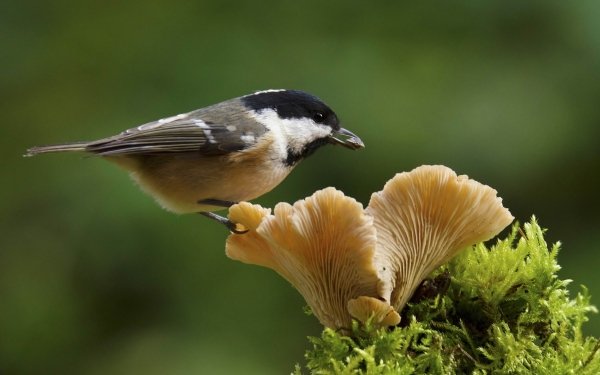 Animal Bird Birds Macro Mushroom HD Wallpaper | Background Image