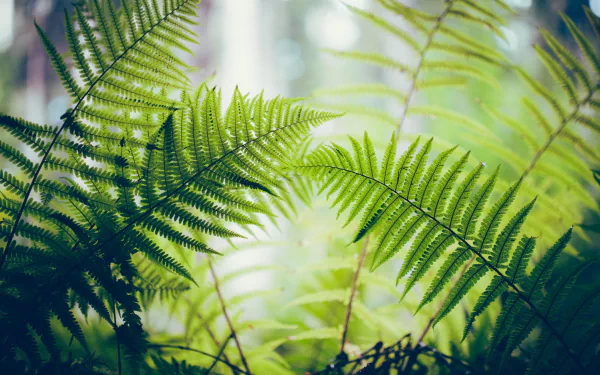 Macro shot of vibrant green fern leaves showcasing intricate details and natural textures, serving as a refreshing HD PC desktop wallpaper and background.