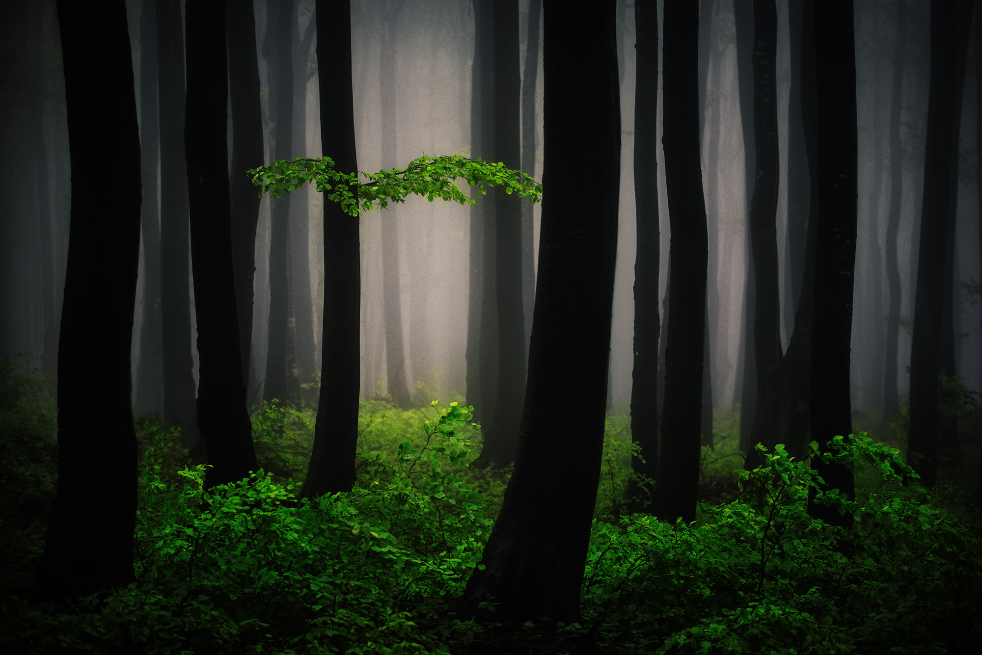 Misty Forest HD Wallpaper | Background Image | 2000x1335 ...