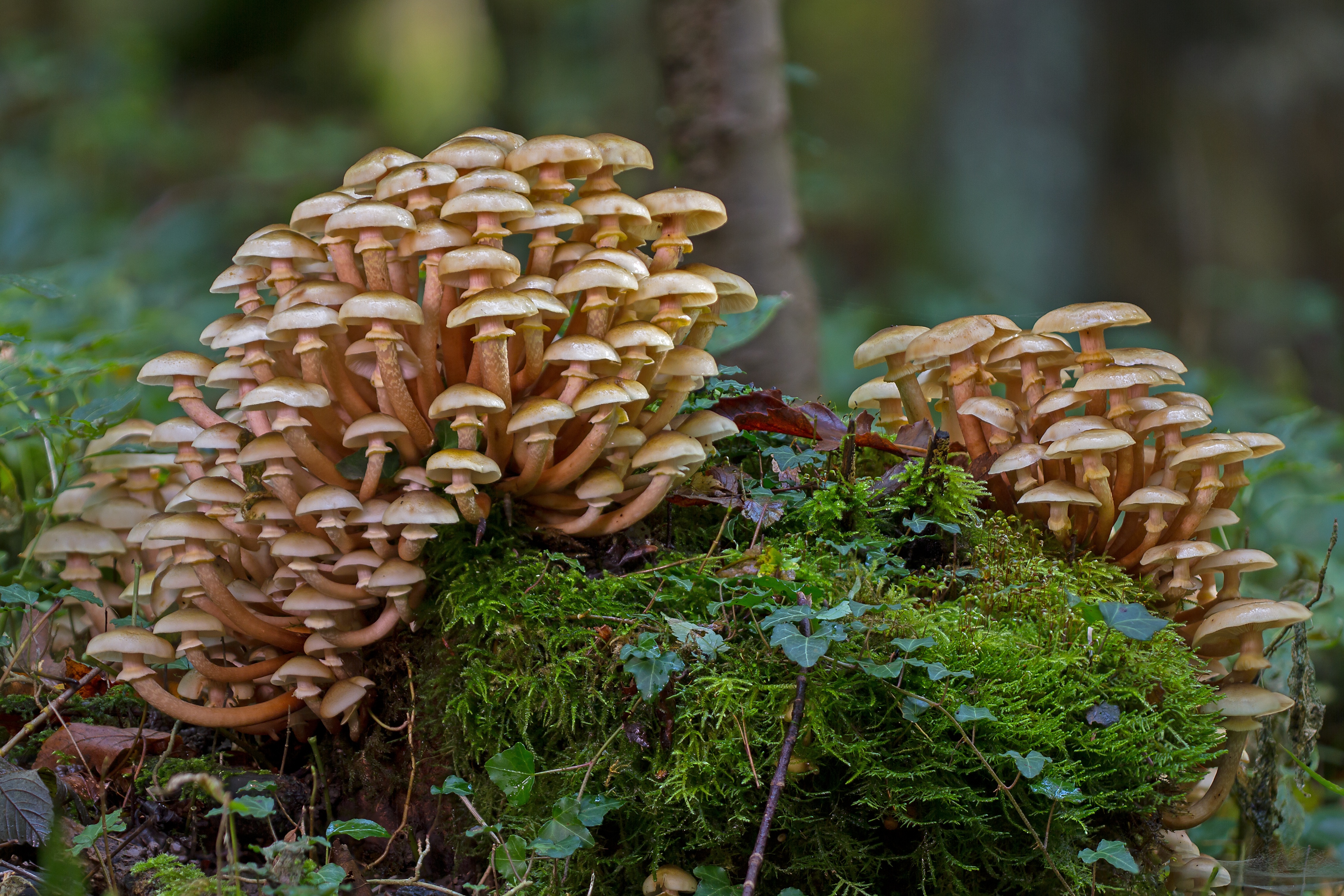 Small Clumps of Mushrooms by adege