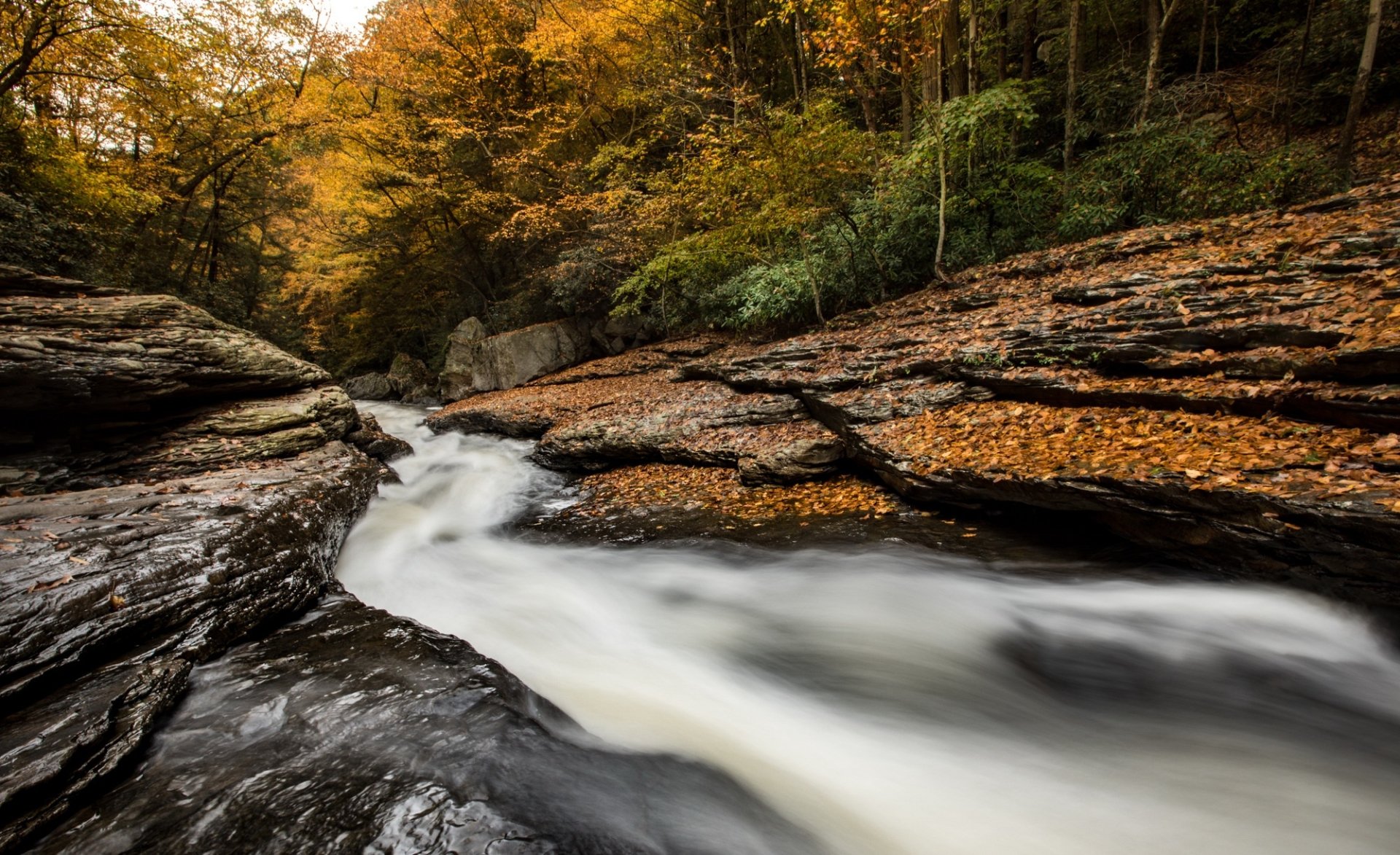 HD PC desktop wallpaper/background: fall nature scene of a foamy stream racing over layered rocks beneath golden autumn foliage.