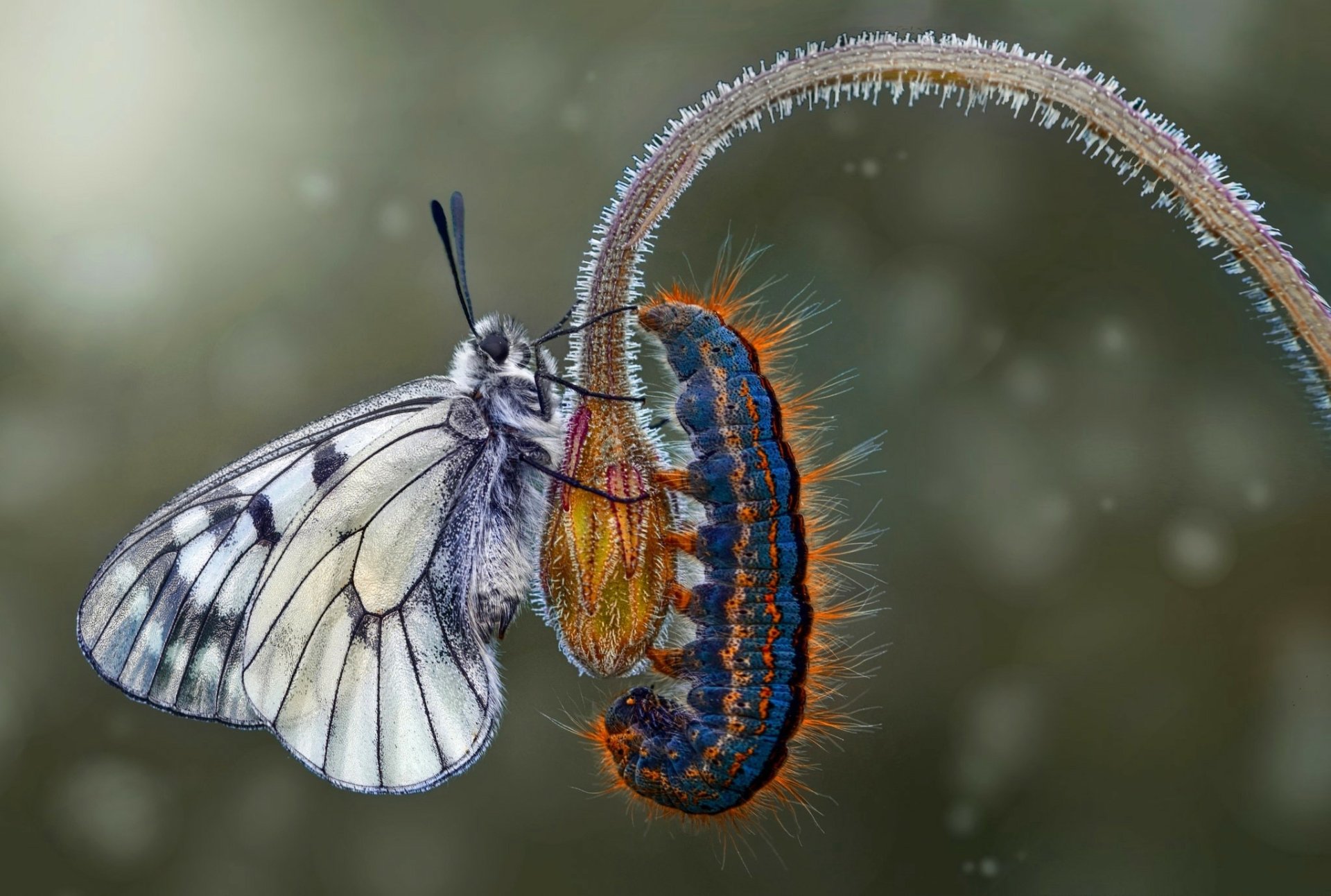 Macro HD PC desktop wallpaper: white butterfly and blue‑orange caterpillar touch on a dew-speckled curved stem — insect, caterpillar, animal, butterfly.