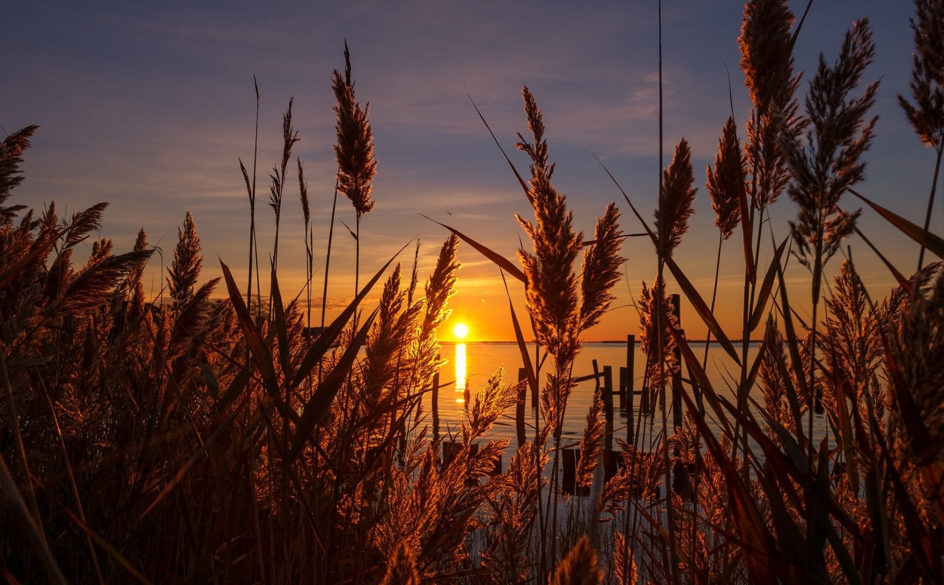 Sunrise over the horizon with pampas grass silhouetted against a colorful sky, captured in a high-definition PC desktop wallpaper showcasing nature’s beauty.