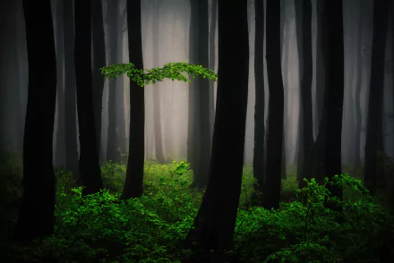 Fog softly envelops a lush green forest with towering trees, creating a serene and mysterious nature scene, captured in high-definition for a PC desktop wallpaper.