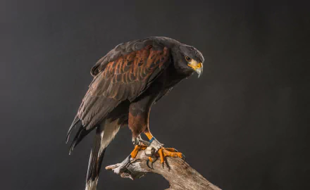Harris's hawk, a striking bird of prey, perched on a branch against a dark background in this HD desktop wallpaper.