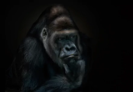 HD desktop wallpaper featuring a close-up of a gorilla primate emerging from dark shadows, highlighting its intense expression and textured fur.