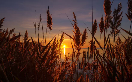 Sunrise over the horizon with pampas grass silhouetted against a colorful sky, captured in a high-definition PC desktop wallpaper showcasing nature’s beauty.