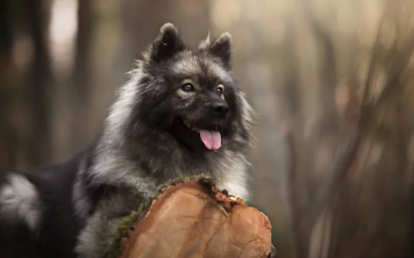 depth of field dog Animal eurasier HD Desktop Wallpaper | Background Image