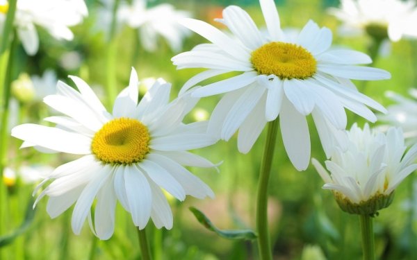 Earth Camomile Flowers Flower White Flower HD Wallpaper | Background Image