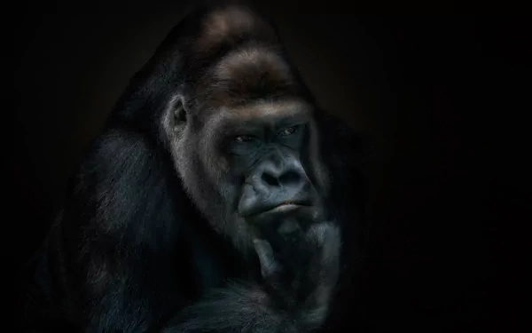 HD desktop wallpaper featuring a close-up of a gorilla primate emerging from dark shadows, highlighting its intense expression and textured fur.