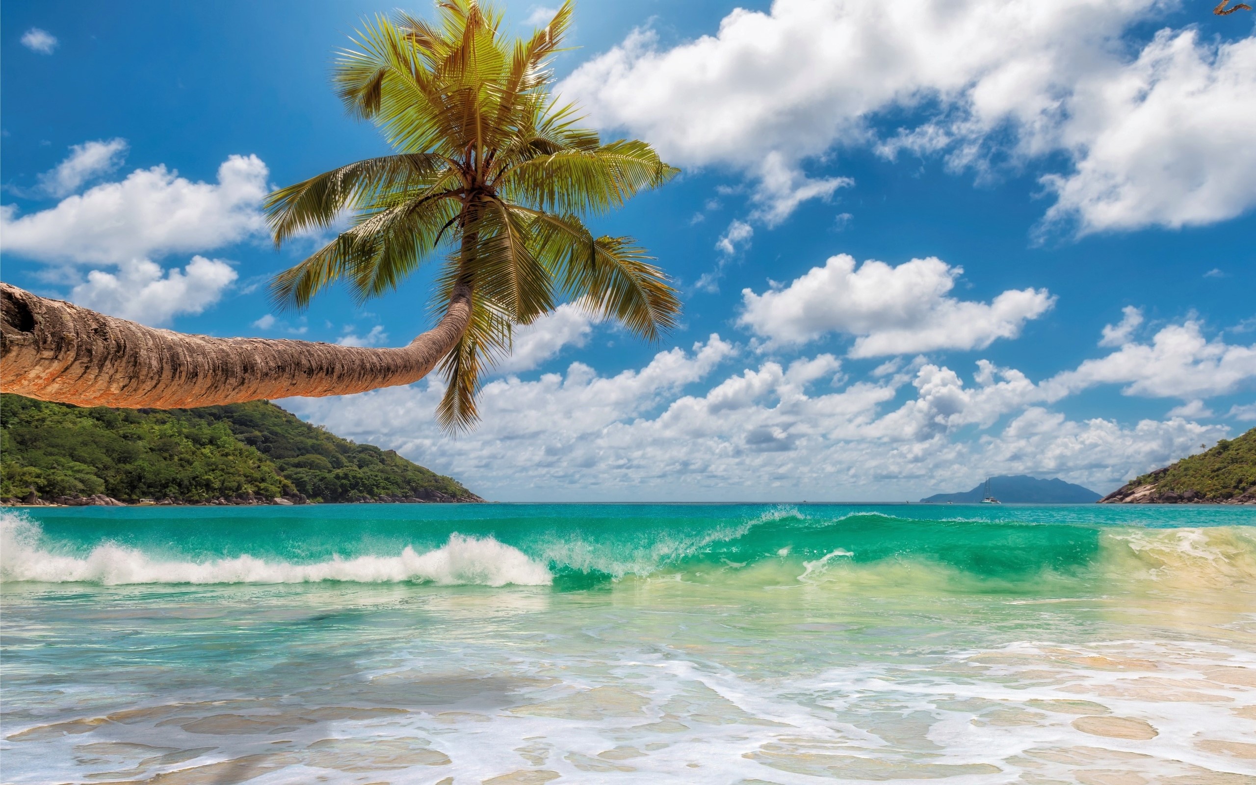 Download Cloud Sky Horizon Palm Tree Turquoise Ocean Maldives Tropical