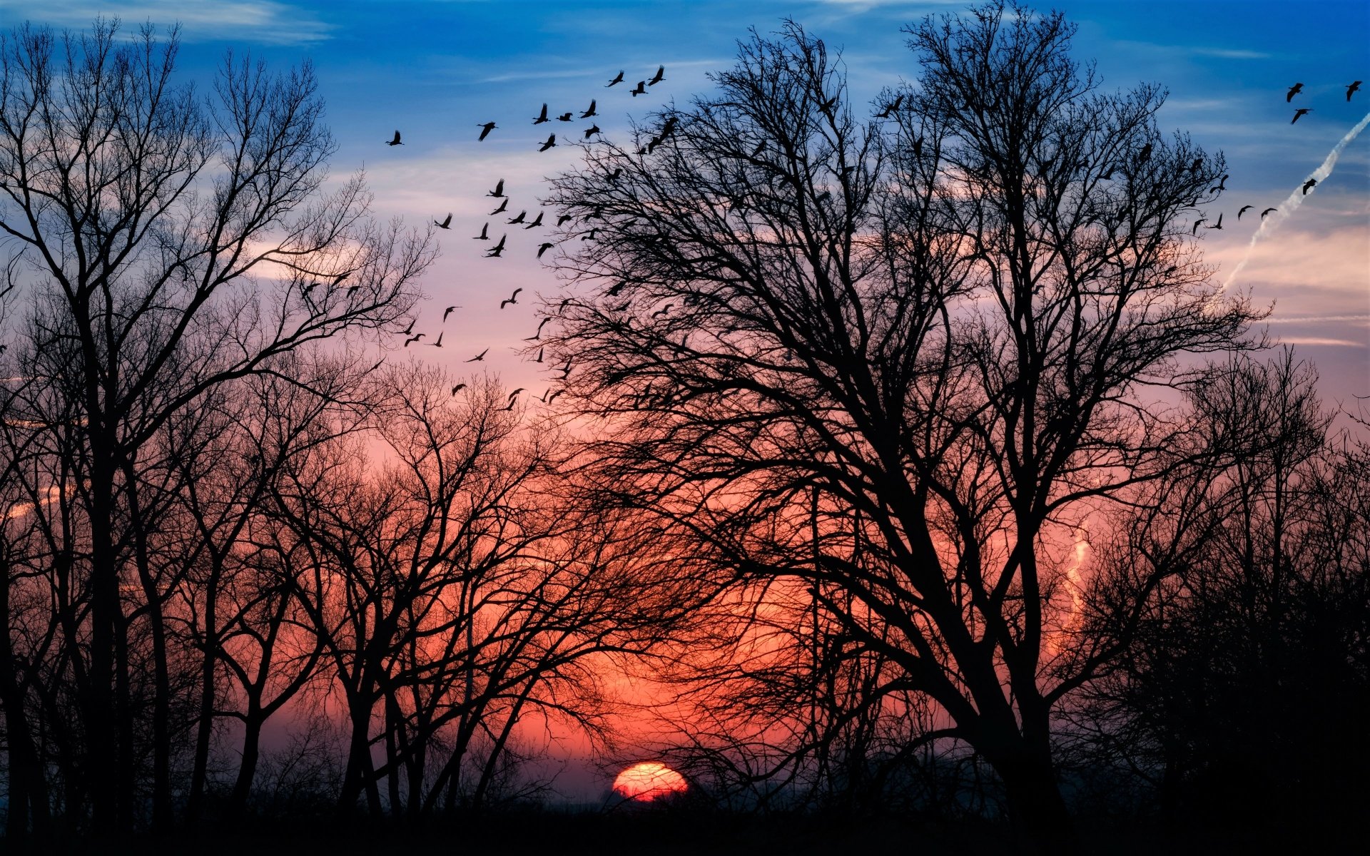Silhouette of trees against a stunning sunset with a flock of birds in the sky, creating a serene and picturesque nature scene. High-definition desktop wallpaper and background.