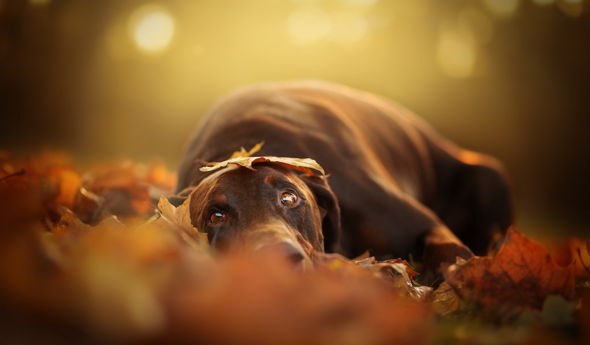 Download Fall Leaf Depth Of Field Stare Animal Dog HD Wallpaper ...