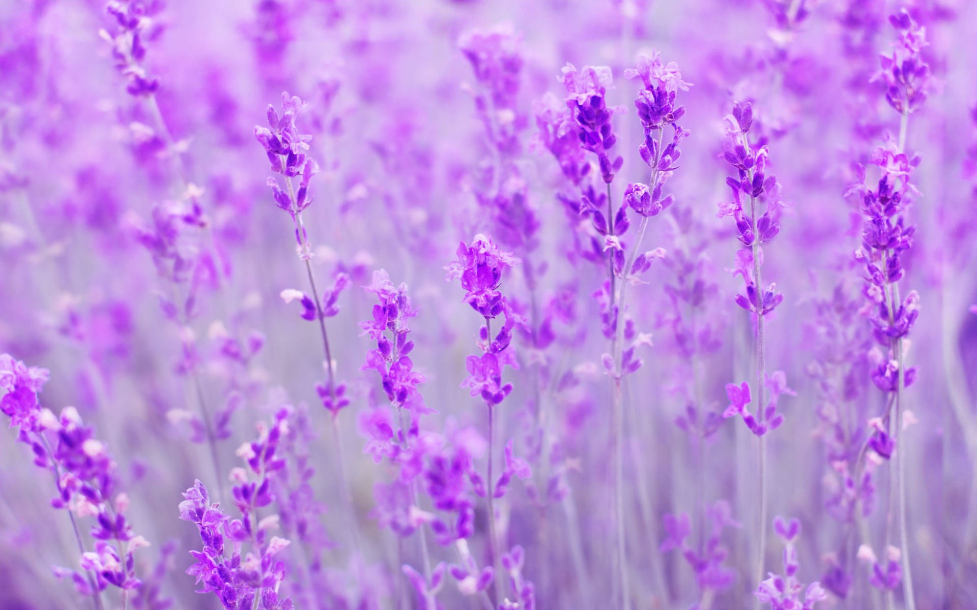 Download Purple Flower Close-up Flower Nature Lavender HD Wallpaper