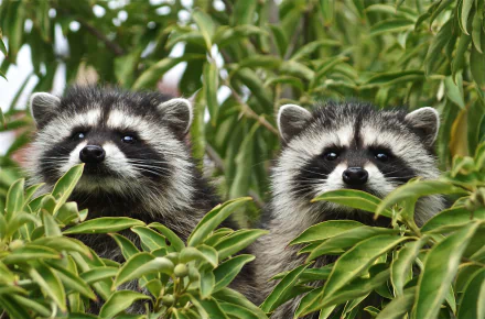 Animal raccoon HD Desktop Wallpaper | Background Image