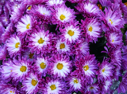 HD PC desktop wallpaper of a dense cluster of purple chrysanthemum flowers with yellow centers — vibrant nature flower background.