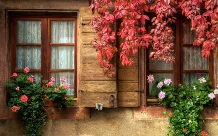 HD PC desktop wallpaper showing a window with wooden shutters, lace curtains, and vibrant red fall ivy and pink flowers cascading around the frame.
