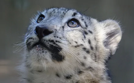 Animal snow leopard HD Desktop Wallpaper | Background Image