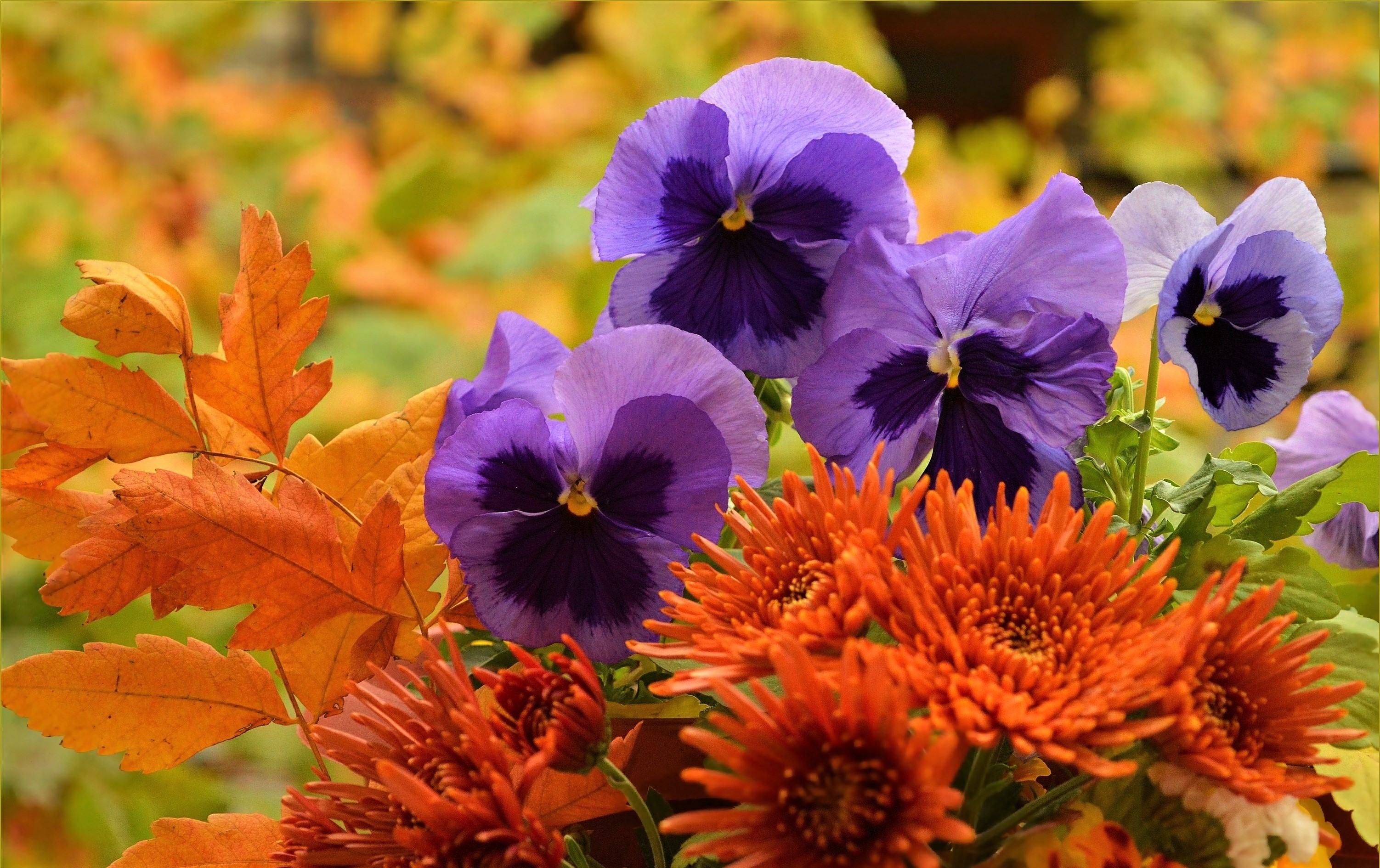 Download Orange Flower Purple Flower Leaf Fall Flower Nature Pansy HD
