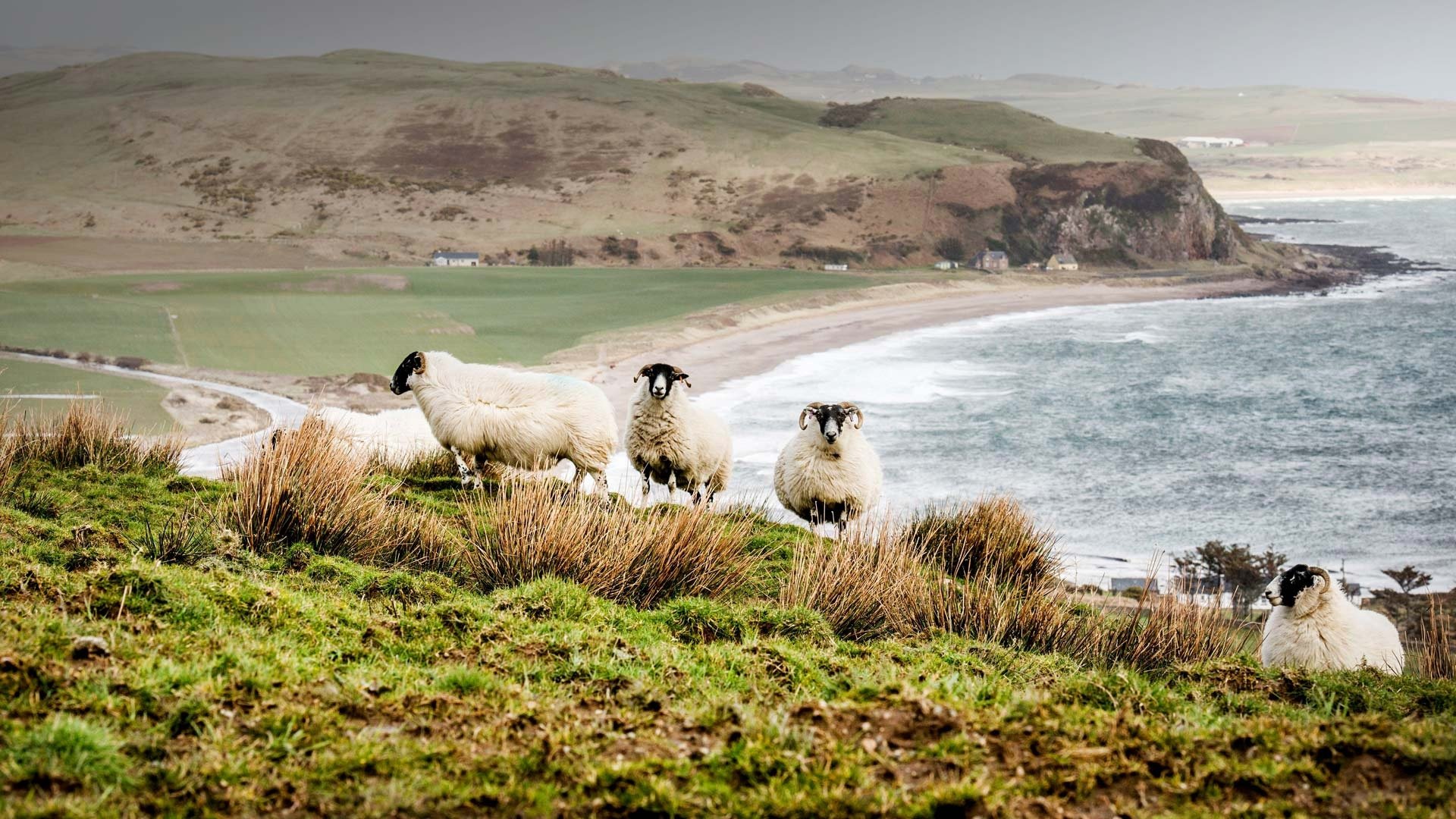 Coastal landscape featuring a sandy beach with waves and a group of sheep grazing on the grassy hillside, captured in HD for a PC desktop wallpaper.