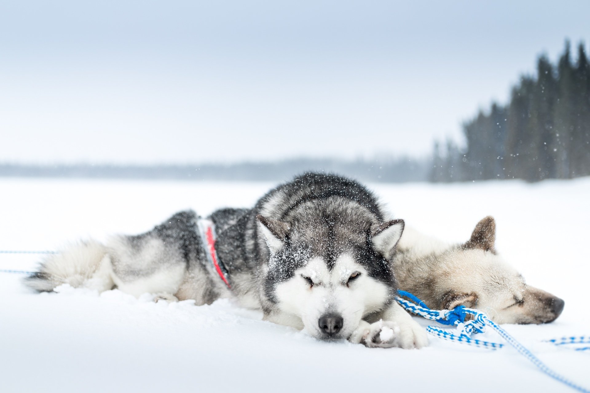 Husky Siberiano Papel De Parede Hd Plano De Fundo 1920x1280 Id