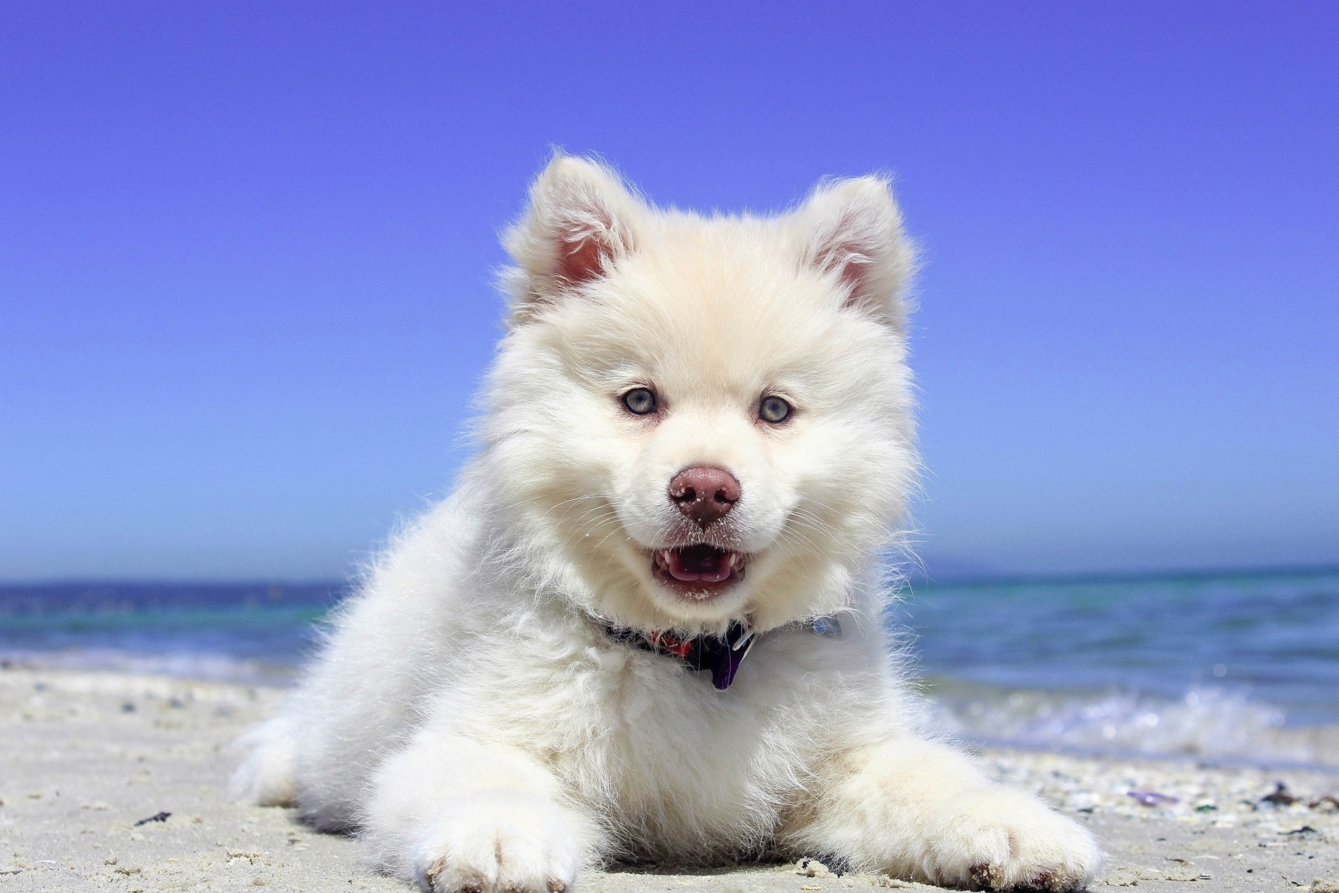 A fluffy white Samoyed puppy lies on the beach with a blurred ocean background, captured in HD depth of field for a vibrant desktop wallpaper.